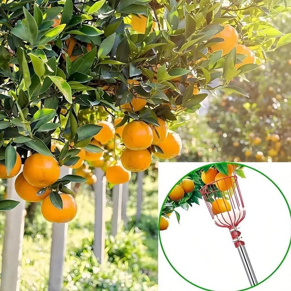 Piqueur de fruits avec panier, - Fruit Picker Basket Telescopic Pole avis et prix