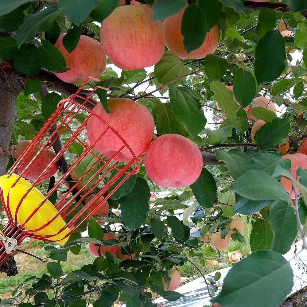 Cueilleur de fruits télescopiq - Fruit Picker Basket Telescopic Pole avis et prix