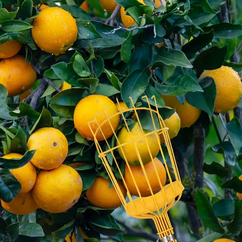 Outil de cueillette de fruits  - Fruit Picker Basket Telescopic Pole avis et prix